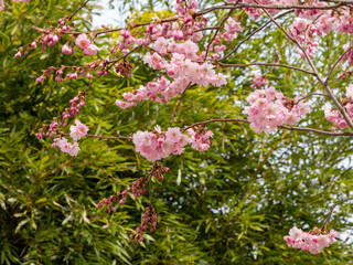 Blooming cherry. Blossoming cherry tree. cherry blossoms