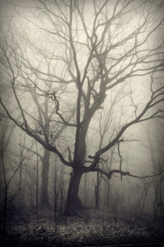 Bare trees in a forest