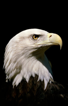 Close-up of a Bald Eagle