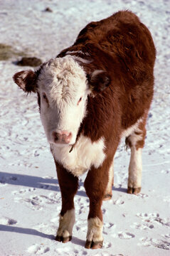 Hereford Calf On A Snow Field