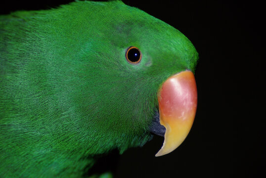 Close-up of a Grand Eclectus Parrot