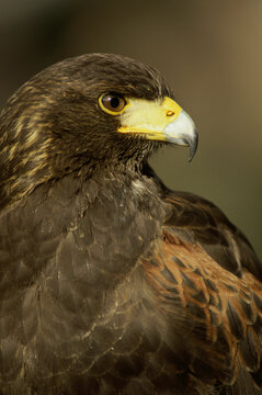Close-up of a Harris Hawk (Parabuteo unicinctus)