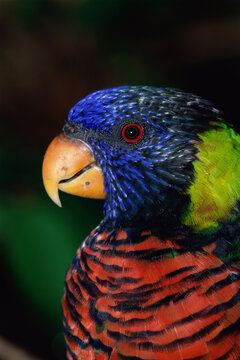Close-up of a lorikeet