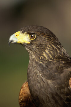 Close-up of a Harris Hawk (Parabuteo unicinctus)