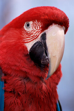 Close-up of a macaw