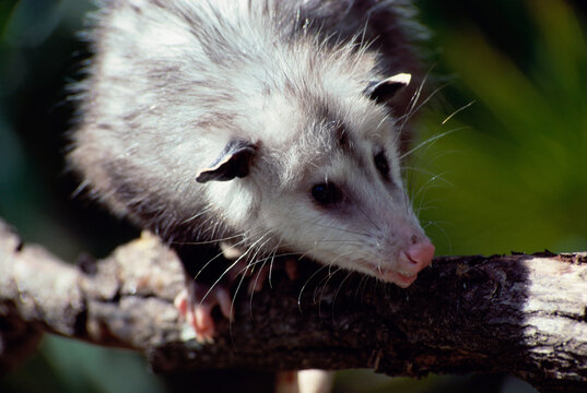 Close-up of a opossum on a tree branch