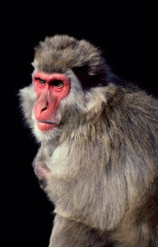 Close-up of a Japanese Snow Monkey