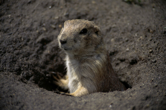 Prairie dog in a hole
