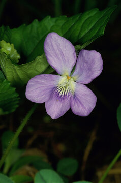 Close-up Of A Blue Violet Flower