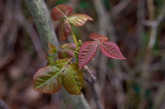 Close-up of a Poison Ivy plant