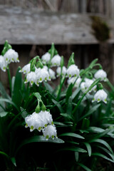 flowers in the forest close-up. white flowers with green leaves
