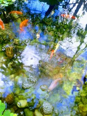 Landescape, nature, animals, beach, lake