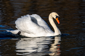 Mute swan, Cygnus olor swimming on a lake in Munich, Germany