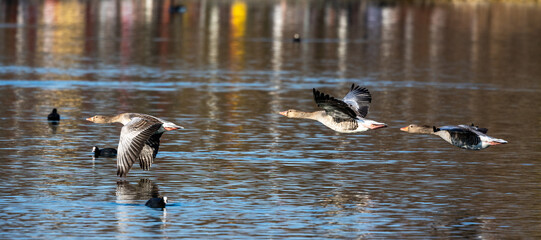 The flying greylag goose, Anser anser is a species of large goose