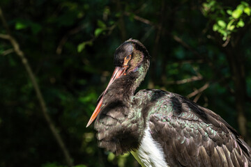 Black stork, Ciconia nigra in a german nature park