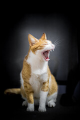 Gato felino rubio y blanco en fondo negro con la boca abierta enseñando los dientes