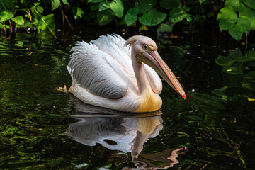 Great White Pelican, Pelecanus onocrotalus in a park