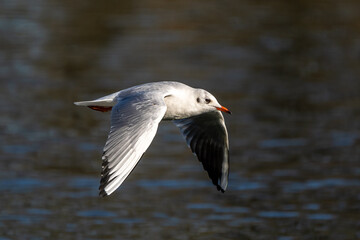 The European Herring Gull, Larus argentatus is a large gull