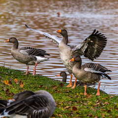 The greylag goose, Anser anser is a species of large goose