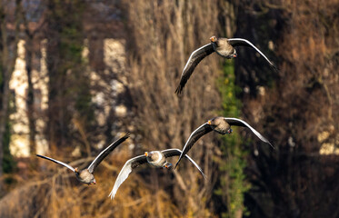 The flying greylag goose, Anser anser is a species of large goose