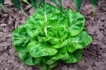 Lettuce in the garden. Fresh lettuce