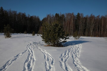 Footprints on white snow in winter in a field near a forest with a blue sky on a clear cold day