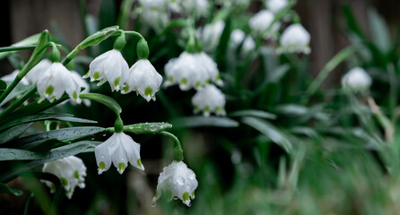 flowers in the forest close-up. white flowers with green leaves