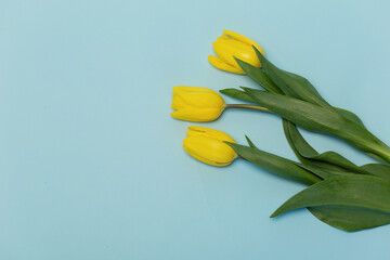 Mock-up of a bouquet of yellow tulips on a blue background. Women's Day. Mothers' Day. A bouquet of flowers.