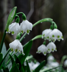 flowers in the forest close-up. white flowers with green leaves