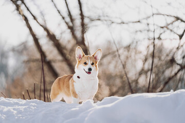 corgie pembroke dog in snow