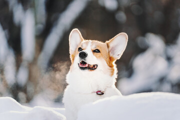 corgie pembroke dog in snow