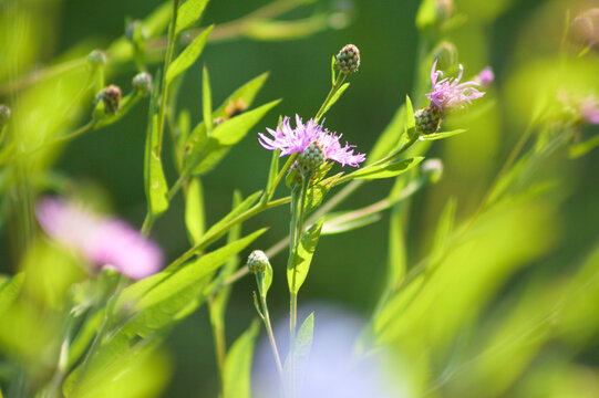Closeup of spotted knapweed in bloom with selective focus on foreground