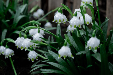 flowers in the forest close-up. white flowers with green leaves