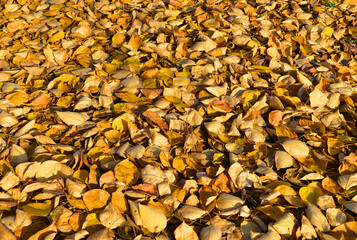Autumn background made of fallen autumn leaves.