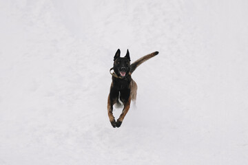 malinois dog in snow
