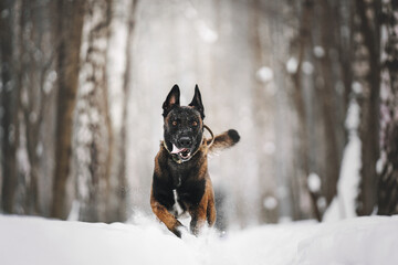 malinois dog in snow