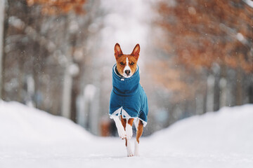 dog in snow