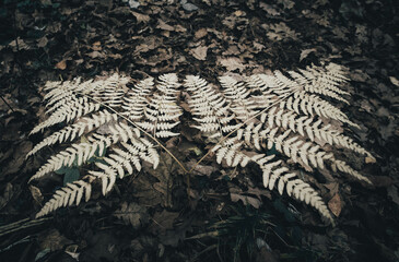 two dry fern leaves on a dark background of fallen foliage