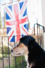profile of dog and union jack flag