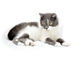 gray-white cat lies on a white background