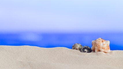 Fototapeta na wymiar Conchas y caracolas en arena con fondo desenfocado