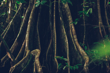 Primary tree roots in the jungle