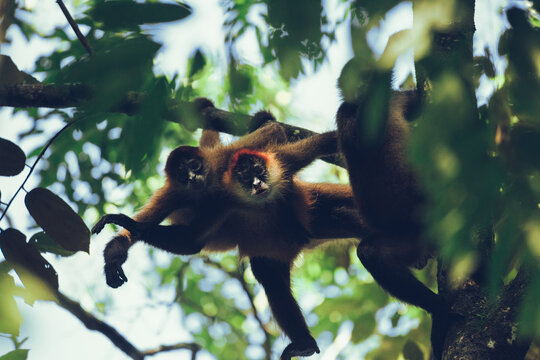 A troop of central american spider monkeys in a tree