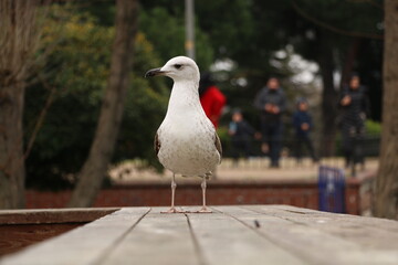 In Istanbul, the seagulls that people feed with street bagels become friends with people. selective focus