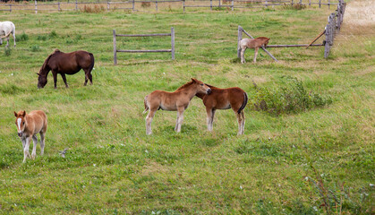 a small foal grazing in a field with green grass in the summer season