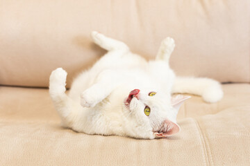 Fototapeta na wymiar A domestic cat. A white, British purebred cat. Portrait. Animal themes. Pets