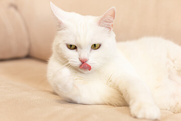A domestic cat. A white, British purebred cat. Close-up. Animal themes. Pets