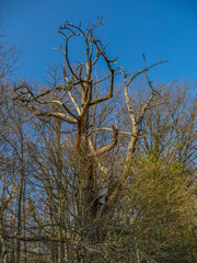 Toter Baum im Wald