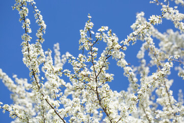 White flowers bloom in the trees. Spring landscape with blooming sakura tree. Beautiful blooming garden on a sunny day. Copy space for text.