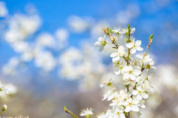 White flowers bloom in the trees. Spring landscape with blooming sakura tree. Beautiful blooming garden on a sunny day. Copy space for text.